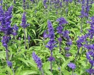 青州承玉花卉苗木基地 山東草花與苗木的首選供應(yīng)平臺