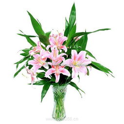 百合情深 柯劍飛特色鮮花機(jī)械設(shè)備引領(lǐng)花卉產(chǎn)業(yè)革新