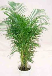 走進(jìn)花卉世界網(wǎng) 探訪廣東省中山市華彩園藝產(chǎn)品與機(jī)械設(shè)備展示